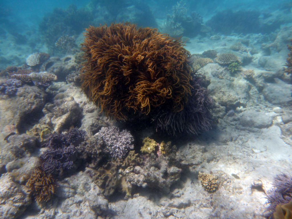 Coral, viewed from underwater