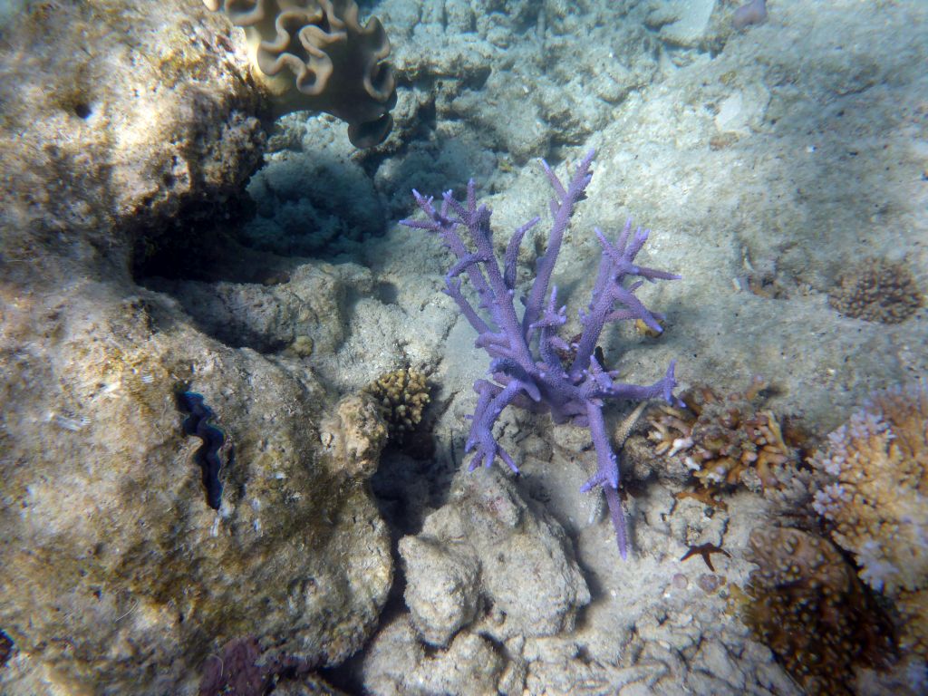 Coral, viewed from underwater