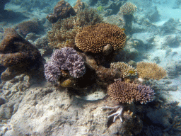 Coral, viewed from underwater