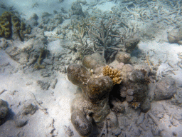 Coral, viewed from underwater