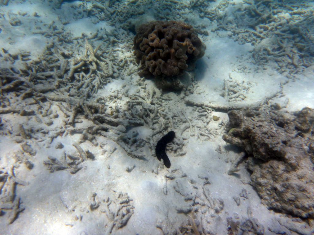 Coral, viewed from underwater