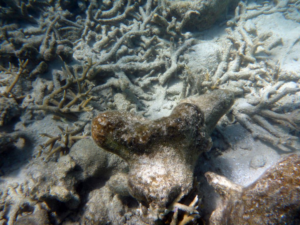 Coral, viewed from underwater