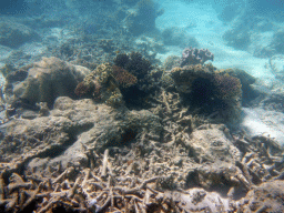 Coral, viewed from underwater