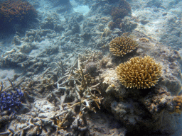 Coral, viewed from underwater
