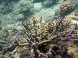 Coral, viewed from underwater