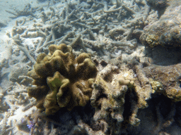 Coral, viewed from underwater