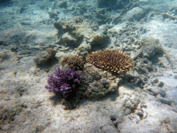 Coral, viewed from underwater