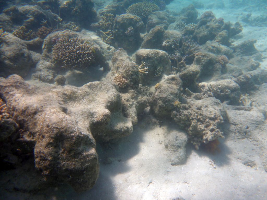 Coral, viewed from underwater