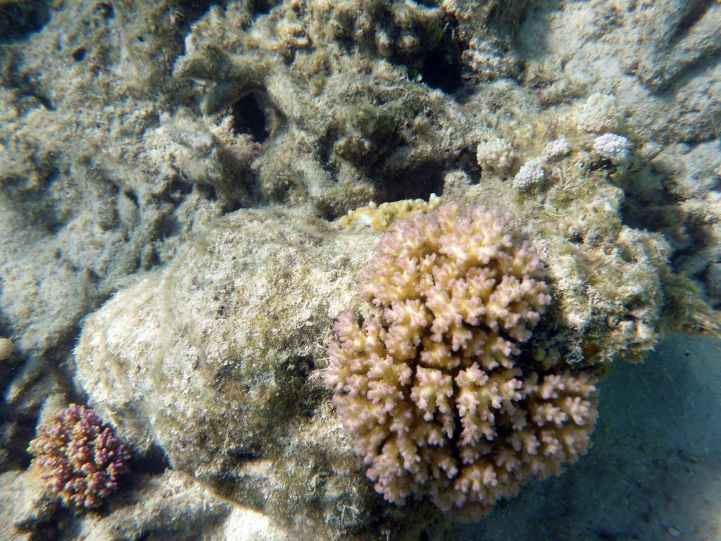 Coral, viewed from underwater