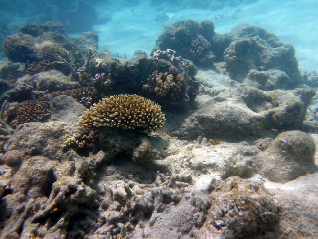 Coral, viewed from underwater