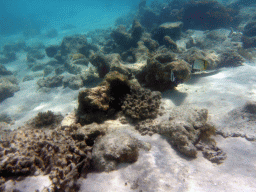 Coral and Orbicular Batfish, viewed from underwater