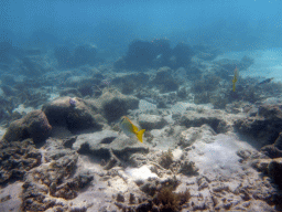Coral and Butterflyfish, viewed from underwater