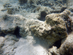 Coral and fish, viewed from underwater