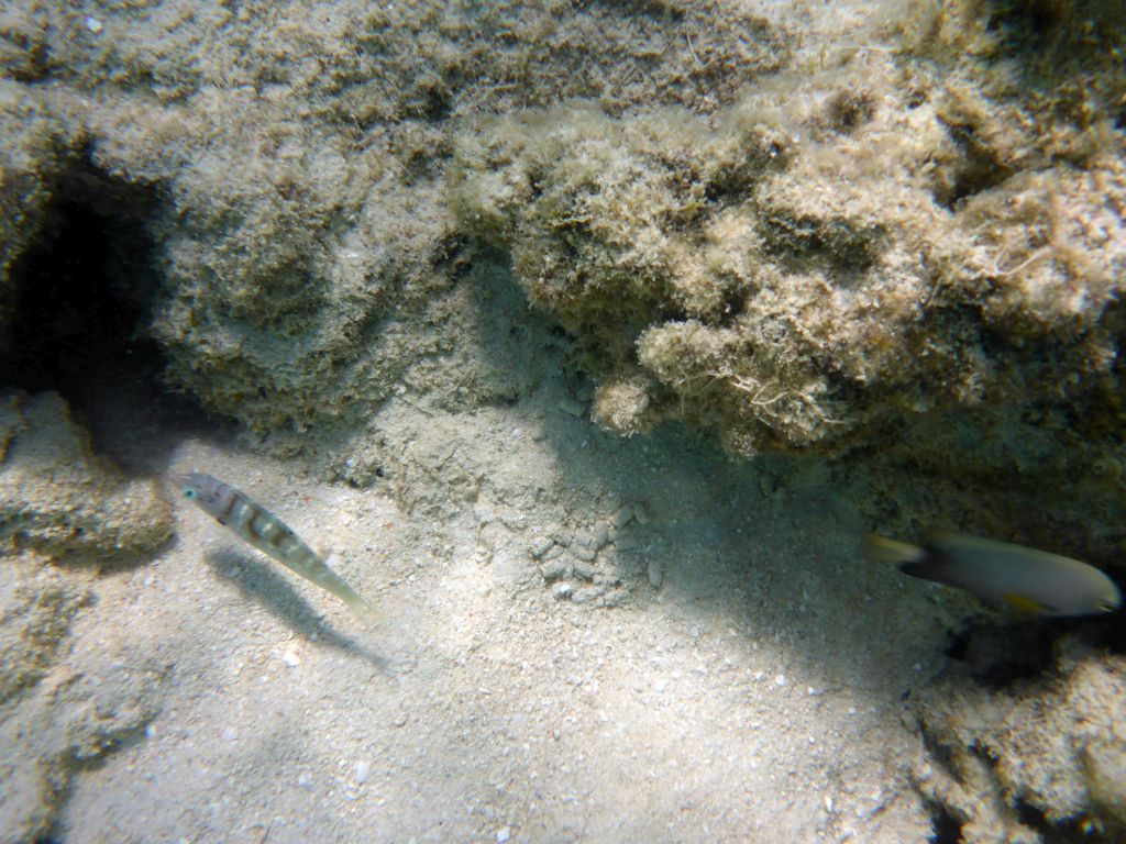 Coral and fish, viewed from underwater