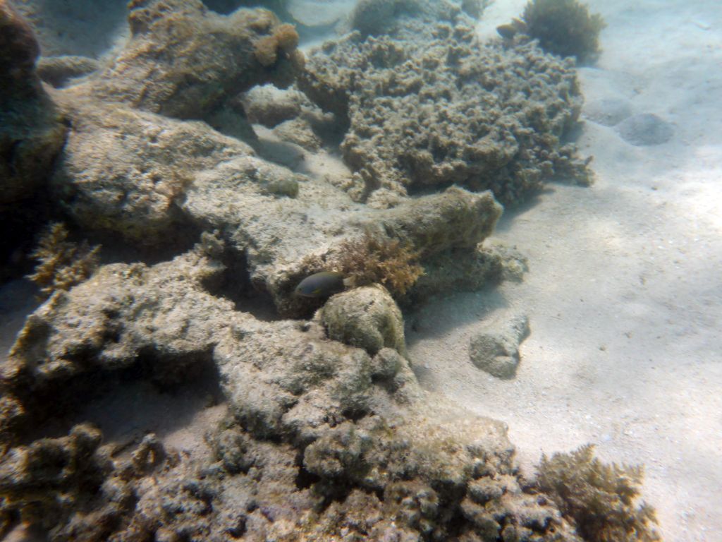 Coral and fish, viewed from underwater