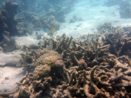 Coral and Threadfin Butterflyfish, viewed from underwater