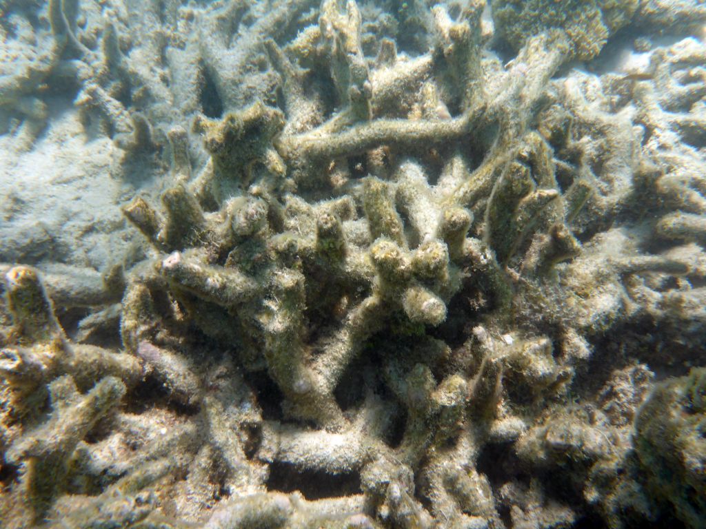 Coral, viewed from underwater