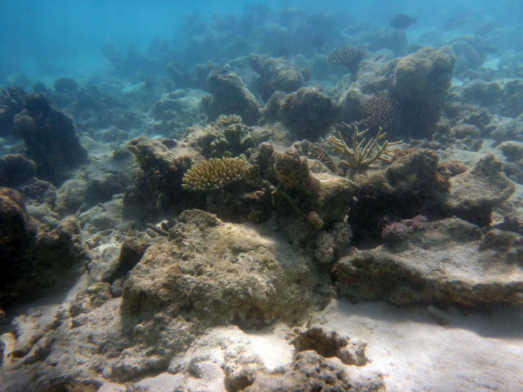 Coral and fish, viewed from underwater