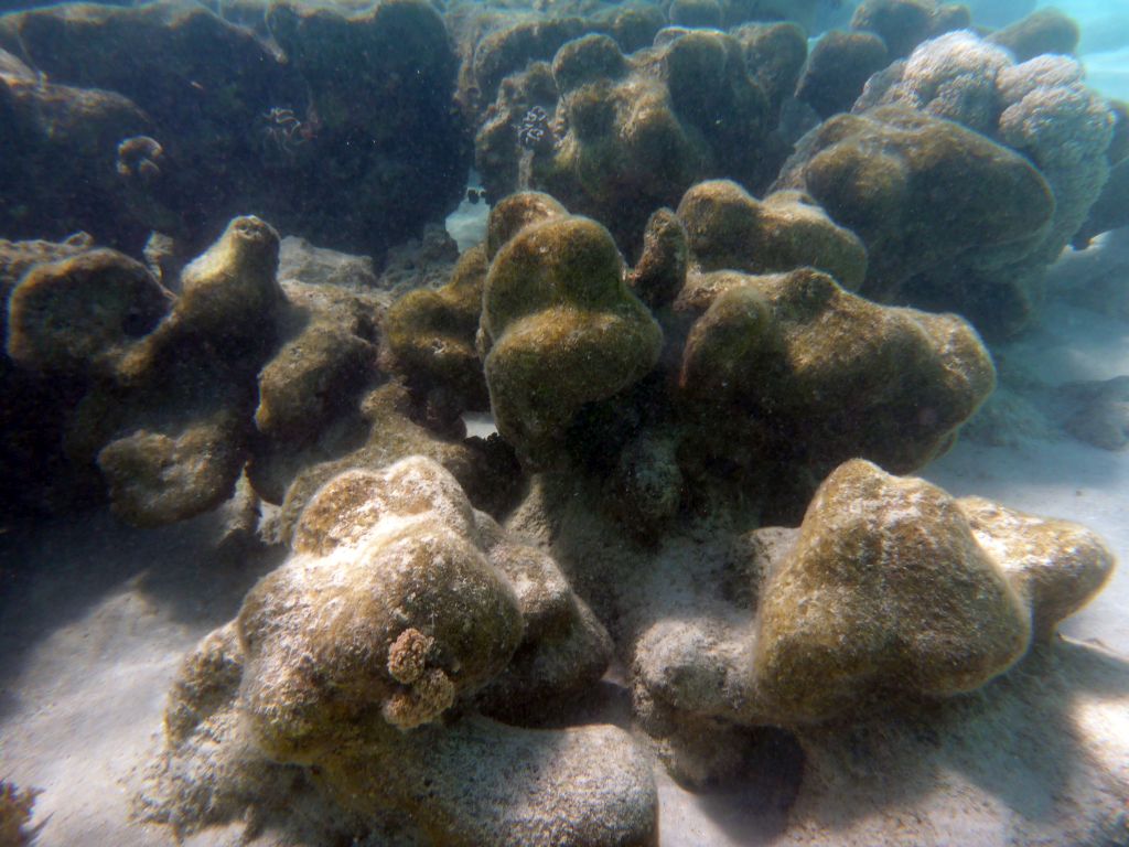 Coral, viewed from underwater