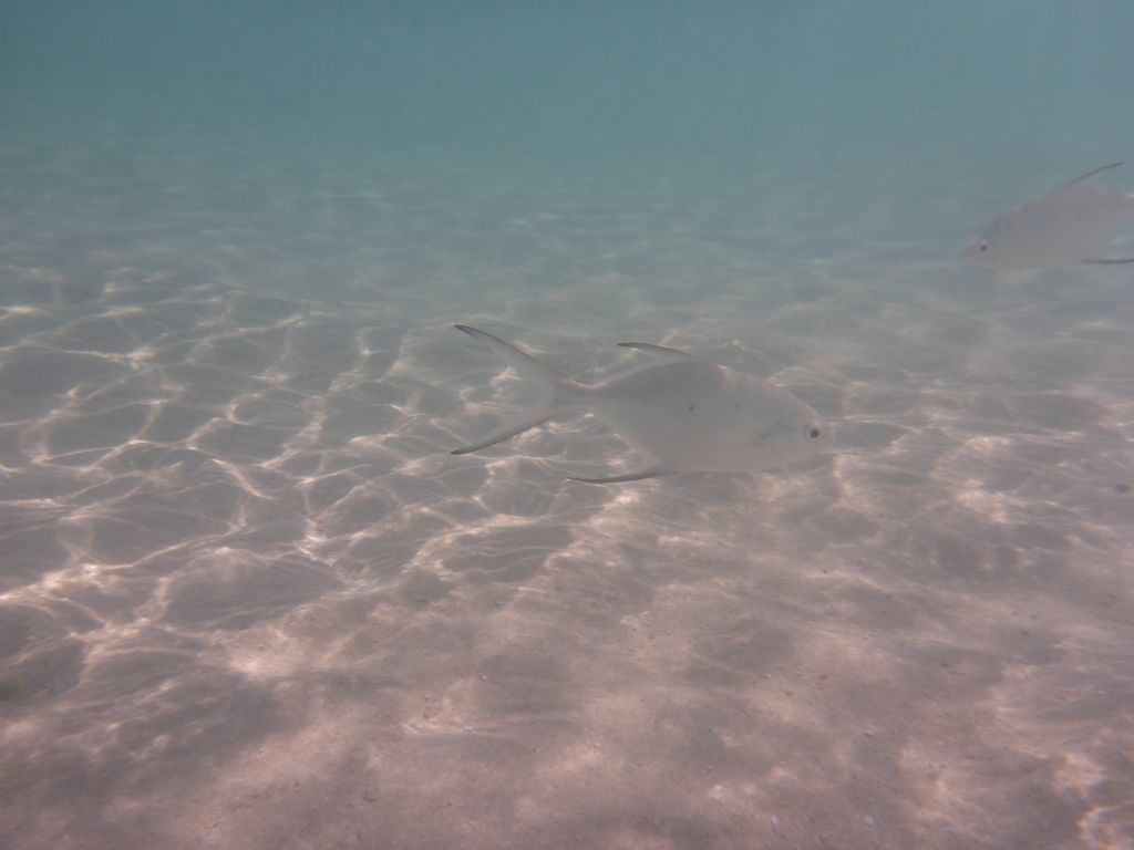 Snub-nosed Darts, viewed from underwater