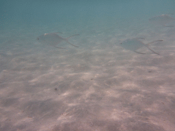 Snub-nosed Darts, viewed from underwater