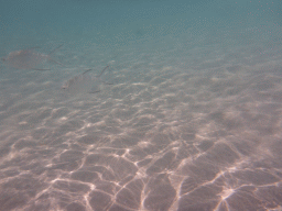 Snub-nosed Darts, viewed from underwater