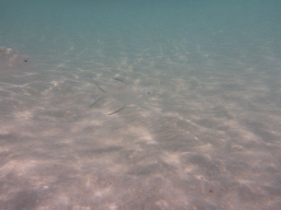 Snub-nosed Darts, viewed from underwater