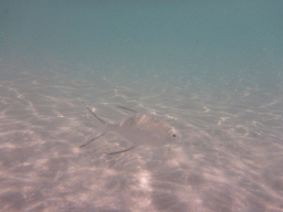 Snub-nosed Dart, viewed from underwater