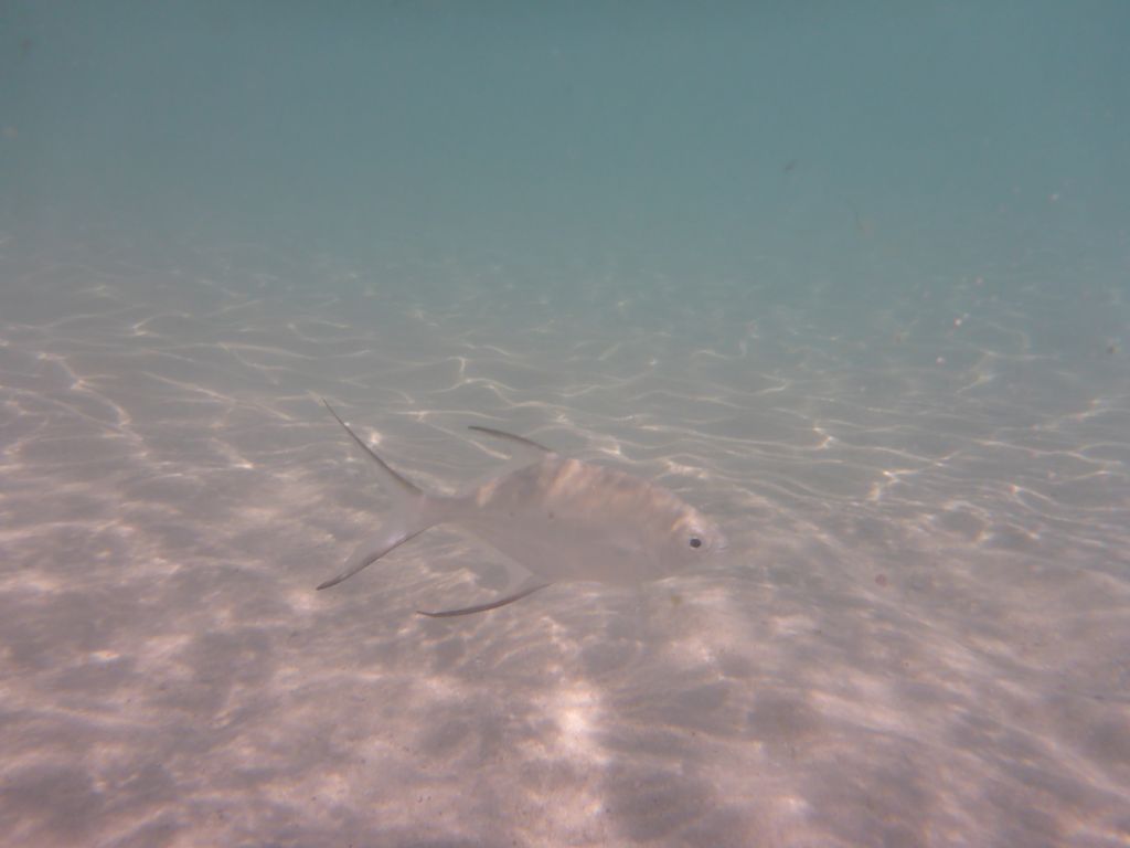 Snub-nosed Dart, viewed from underwater
