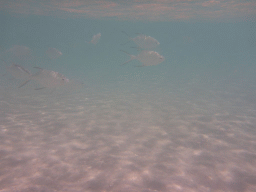 School of Snub-nosed Darts, viewed from underwater