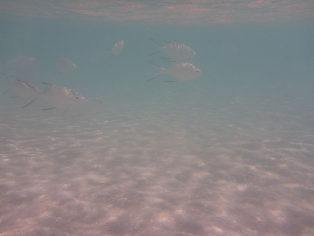 School of Snub-nosed Darts, viewed from underwater