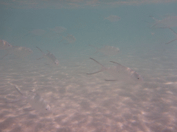 School of Snub-nosed Darts, viewed from underwater