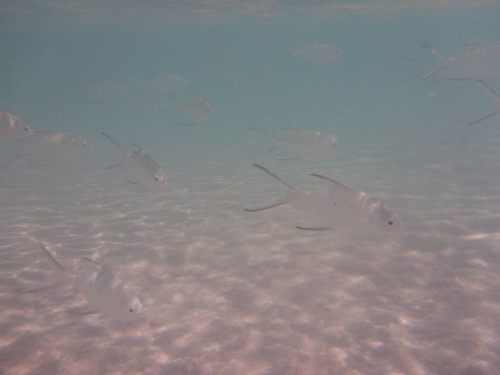 School of Snub-nosed Darts, viewed from underwater