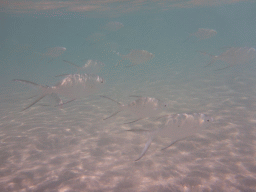 School of Snub-nosed Darts, viewed from underwater