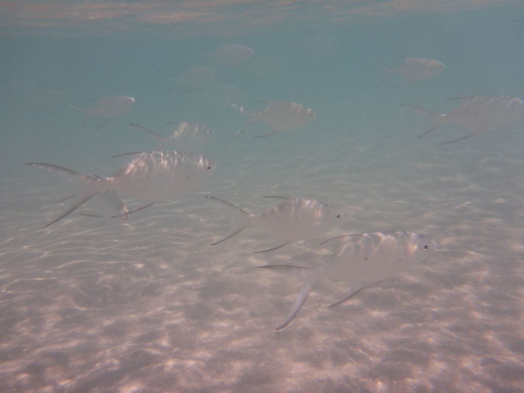 School of Snub-nosed Darts, viewed from underwater