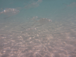 School of Snub-nosed Darts, viewed from underwater