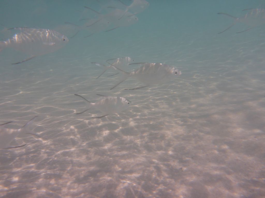 School of Snub-nosed Darts, viewed from underwater