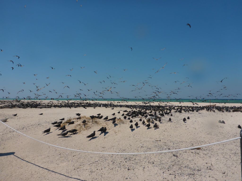 Birds at Michaelmas Cay