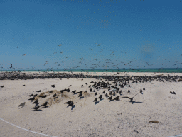Birds at Michaelmas Cay