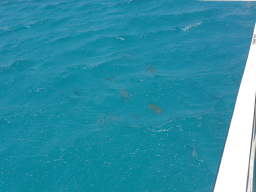 Fish in the water, viewed from our Seastar Cruises tour boat