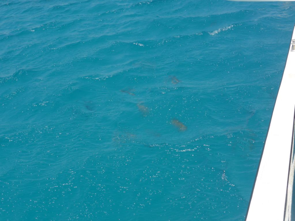 Fish in the water, viewed from our Seastar Cruises tour boat