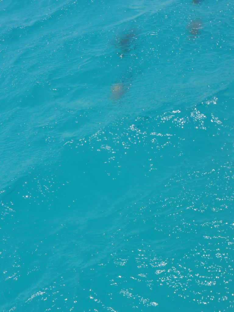 Fish in the water, viewed from our Seastar Cruises tour boat