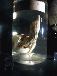 Preserved crocodile embryo, in the Zeeuws Museum