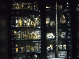 Skulls and preserved animals, in the Zeeuws Museum