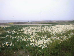 Flowers and a windmill on the island Neeltje Jans