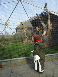 Max at the bird cage with Blue-and-yellow Macaws in front of the Dierenrijk zoo