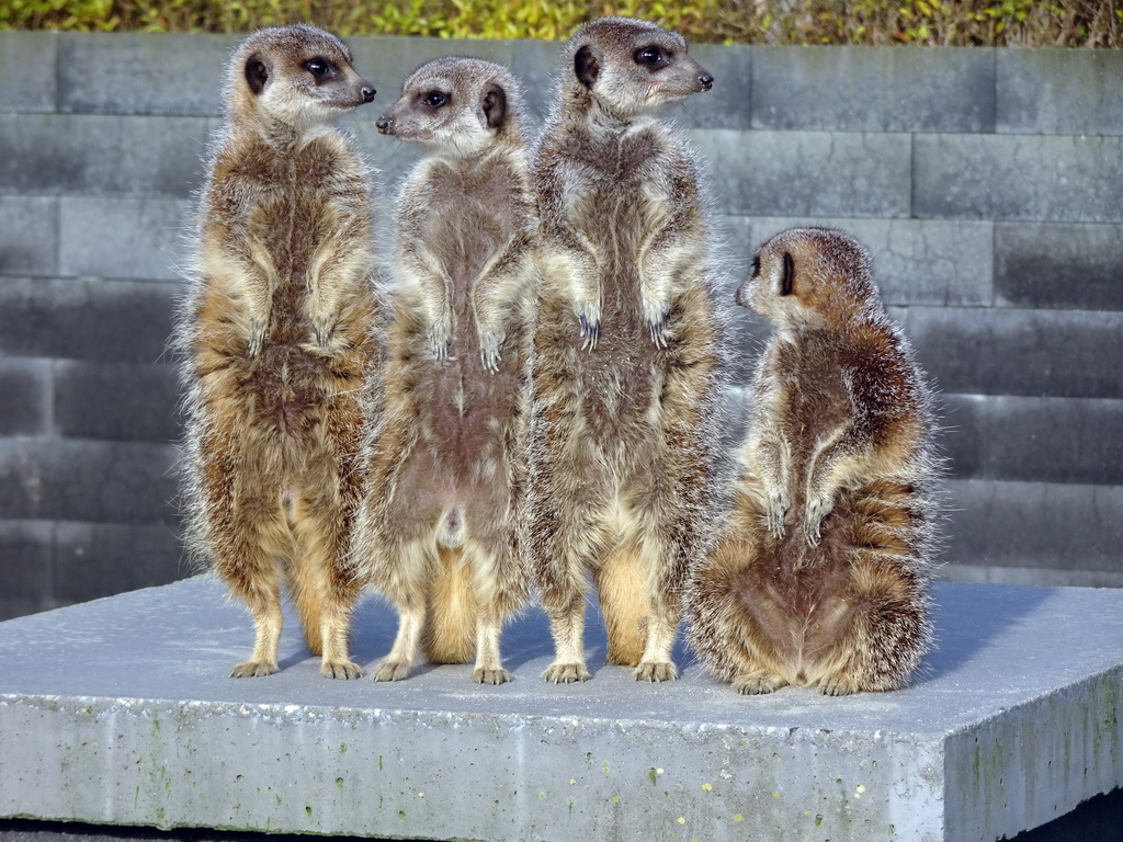 Meerkats in front of the Dierenrijk zoo