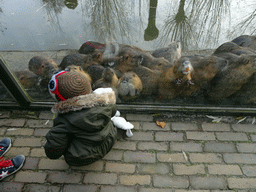 Max with Coypus at the Dierenrijk zoo, during the `Toer de Voer` tour