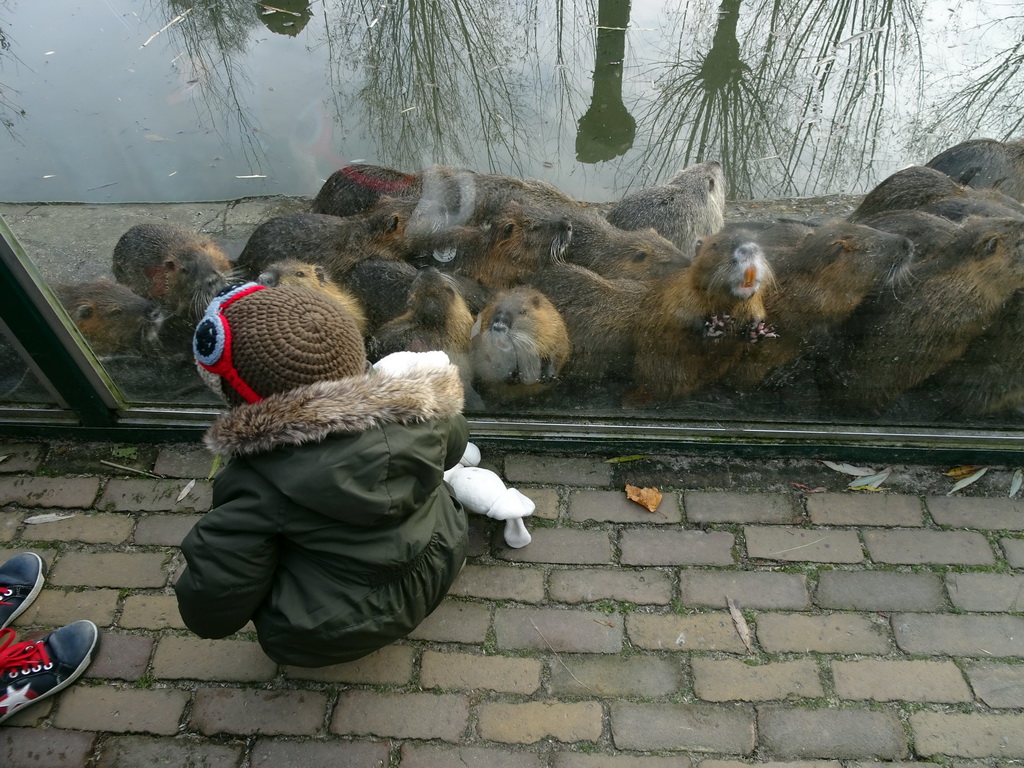 Max with Coypus at the Dierenrijk zoo, during the `Toer de Voer` tour
