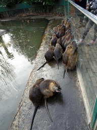 Coypus at the Dierenrijk zoo, during the `Toer de Voer` tour